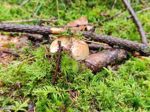 Steinpilz im Moos; Foto Jürgen 21.10.23