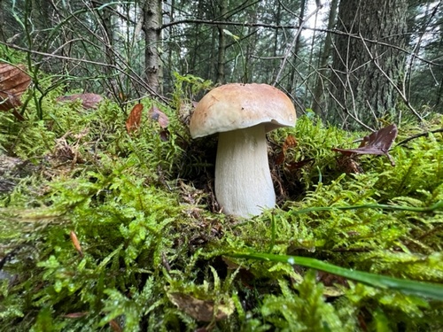 Steinpilz im Moosnest; Foto Heiko 23.11.23