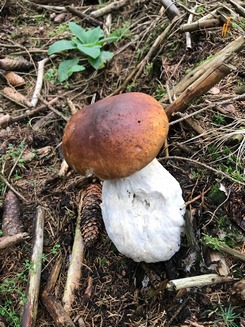 Steinpilz im Nadelwald; Foto Jürgen 5.10.23