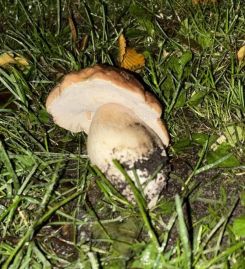 Steinpilz; Foto Neele 1.11.25