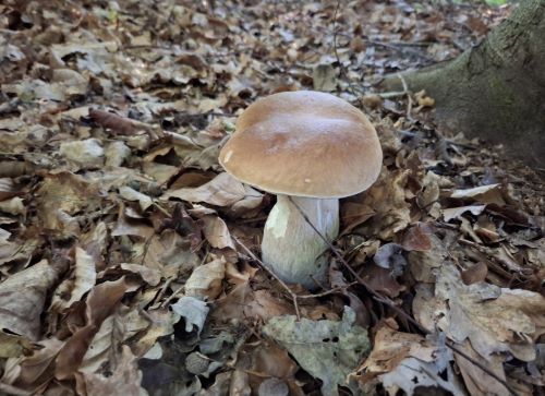 Steinpilz mit makellos glatter, reiner Huthaut; Foto Onna 13.8.25 Steinpilz mit makellos glatter, reiner Huthaut; Foto Onna 13.8.25