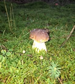 Steinpilz; Foto Onno 28.10.25