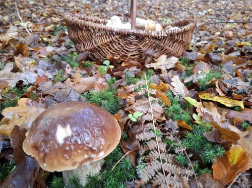 Steinpilz und Steinpilzkorb; Foto Onno 28.10.25