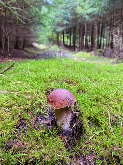 Steinpilz Rückegasse Stefan 30.9.22