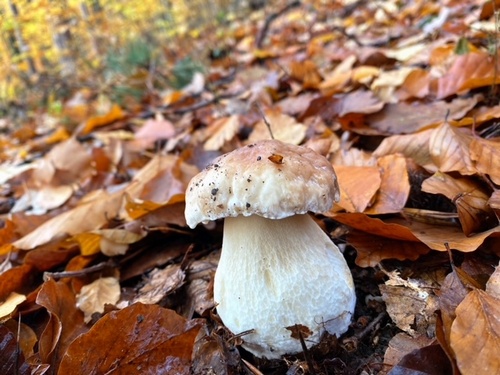 Kräftiger Steinpilz; Foto Stefan 17.11.23