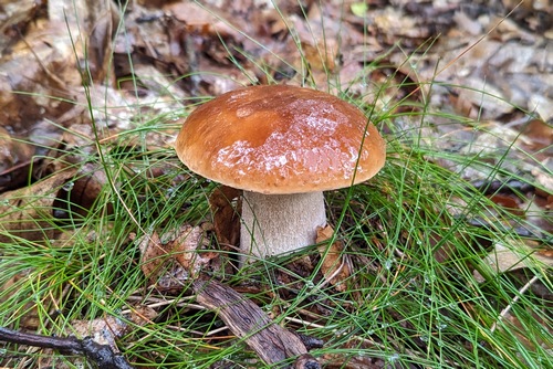 Schöner Steinpilz im Regen; Sven am 6.8.23