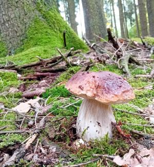 Kräftiger Steinpilz; Foto Thomas 10.10.25 Kräftiger Steinpilz; Foto Thomas 10.10.25