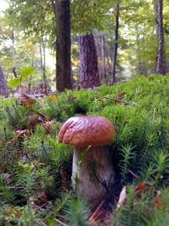 Fichtensteinpilz; Foto Thomas 16.10.25