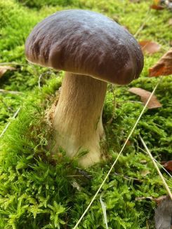 Steinpilz, Vaters Fund; Foto Tobias .25
