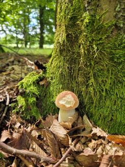 Fichtensteinpilz; Foto Verena 29.7.25