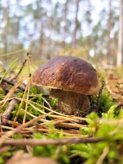 Steinpilz; Foto Verena 6.10.25