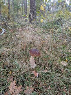 Steinpilz; Foto Véronique7.11.25