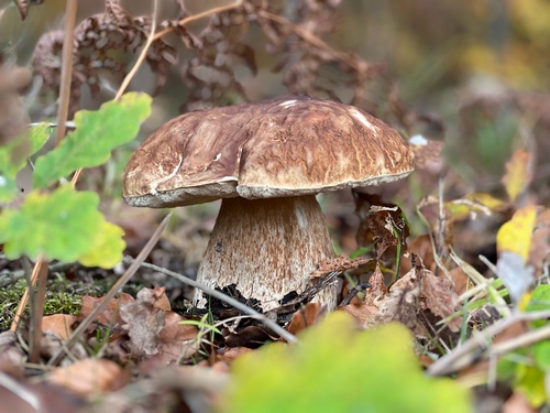 Großer Sommersteinpilz vor der Ernte; Foto Sandra 12.11.23