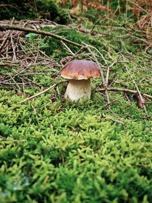 Steinpilz im Moos; Foto Martin 26.9.25