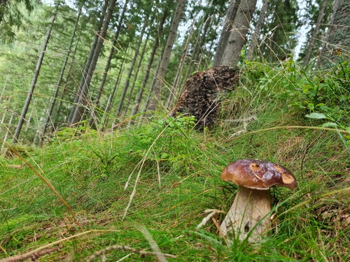 Steinpilz im Wienerwald; Foto Michael H. 4.10.23