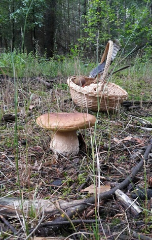 Steinpilz mit Korb; Sandro 13.8.23