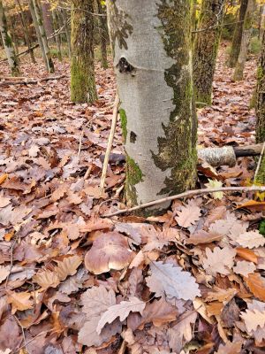 Steinpilz mit perfekter Tarnfarbe; Foto Verena 5.11.25
