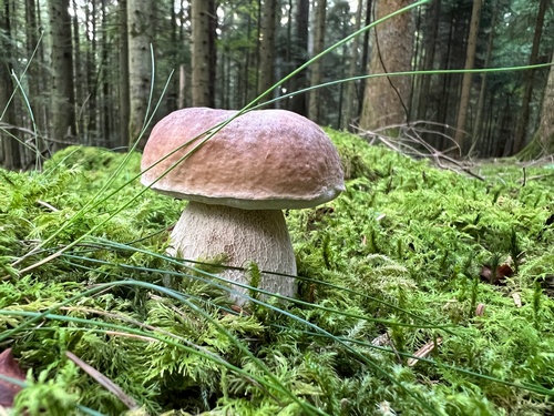 Prächtiger Fichtensteinpilz; Foto © Heiko 15.9.23