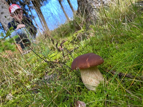 Lijans Annäherung an den Steinpilz; Stefan 9.8.23