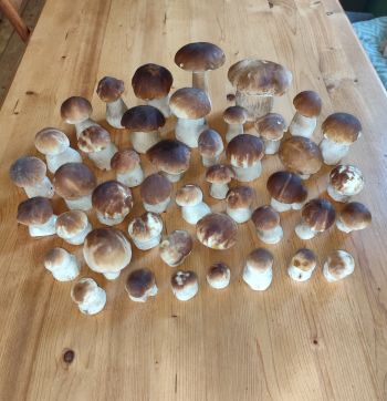 Michaels Steinpilzarmee; Foto Michael 24.10.25