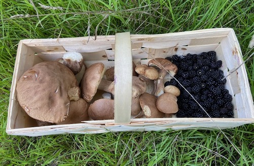 Steinpilze und Brombeeren im Korb; Foto © Tobias 22.8.23