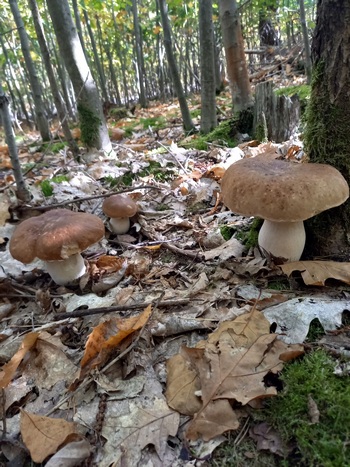 Drei wunderschöne Steinpilze im Laubwald. (Foto © Detlef) 10.10.2021