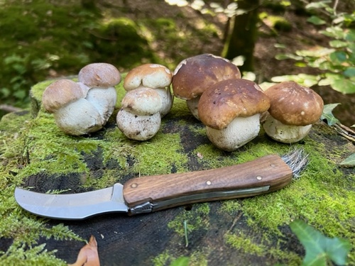 Sieben Steinpilze; Foto © Heiko 6.10.23