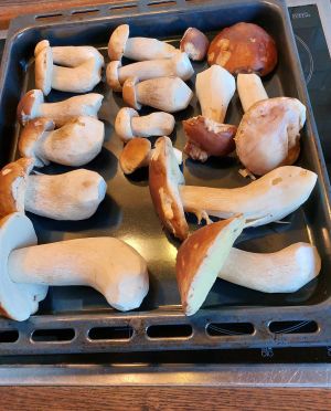 Später Steinpilzfund; Foto Ivanka 19.11.25