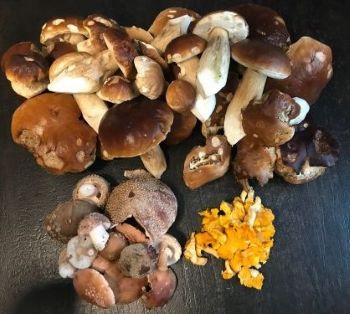 Steinpilze, Pfifferlinge, Perlpilze; Foto Jürgen 11.10.25