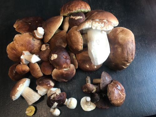Steinpilzanteil; Foto Jürgen 5.10.25 Steinpilzanteil; Foto Jürgen 5.10.25