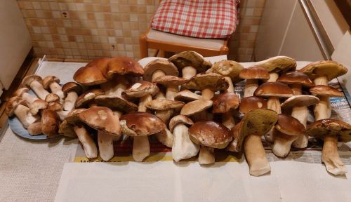 Über 40 Steinpilze, gefunden am 14. November 2025; Foto Ivanka 14.11.25