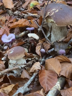 Steinpilze auf Du und Du mit Lila Lacktrichterlingen; Foto Ingeborg 3.11.23