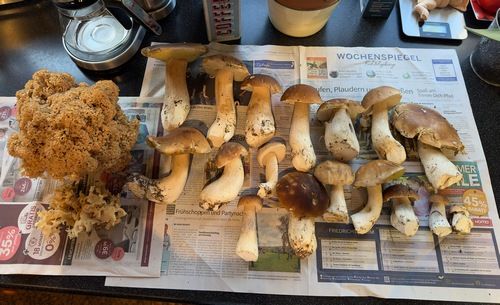 Eine Krause Glucke und 17 Steinpilze; Foto Markus 29.8.26 Eine Krause Glucke und 17 Steinpilze; Foto Markus 29.8.26