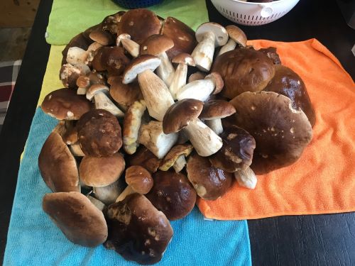 Ein Berg geputzter Steinpilze; Foto Jürgen 27.9.25 Ein Berg geputzter Steinpilze; Foto Jürgen 27.9.25