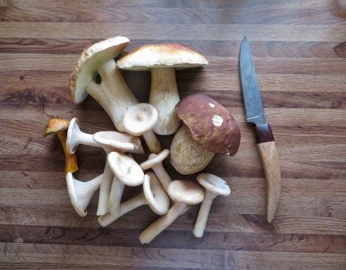 Steinpilze, Mönchsköpfe; Foto Michael 26.10.25