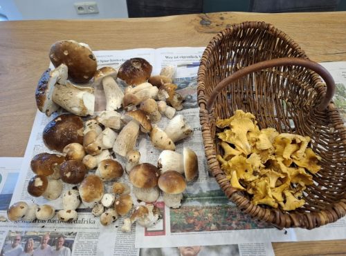 Beste Steinpilze, schöne Pfifferlinge; Foto Onno 28.10.25
