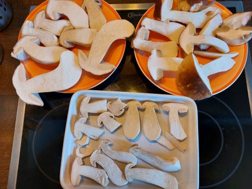 Steinpilzscheiben für die Bratpilze; Foto Ivanka 19.11.25