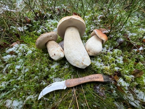 3 Steinpilze im ersten Schnee; Foto Heiko 23.11.23