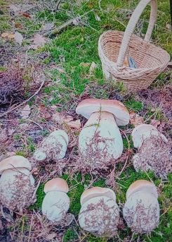 Steinpilzfamilie, Korb; Foto Thomas 16.10.25