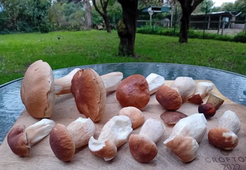 Steinpilze, geputzt; Foto Thomas 26.9.25