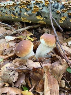 Zwei junge Steinpilze; Foto Tobias 5.10.25