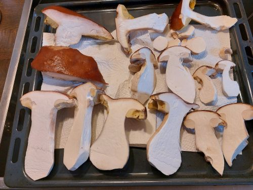 Steinpilze guter Qualität; Foto Ivanka 22.10.25