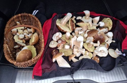 Kofferraum voller Steinpilze; Foto Onno 9.11.25