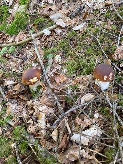 Zwei Steinpilze im Wald; Foto Heidi 4.10.23