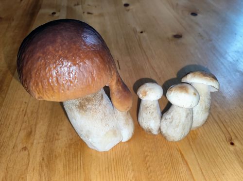 Verwachsener Steinpilzriese und kleiner Steinpilzdrilling; Foto Michael 26.10.25