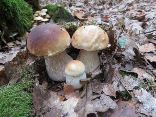 Kleine Steinpilzfamilie; Foto Michael 15.10.25