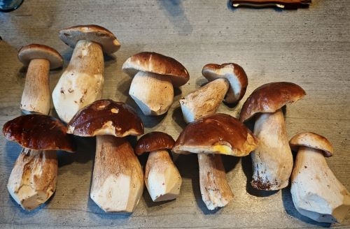 Schöne Steinpilze; Foto Martin 26.9.25