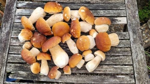 Toller Steinpilzfund; Foto Martin 30.9.25