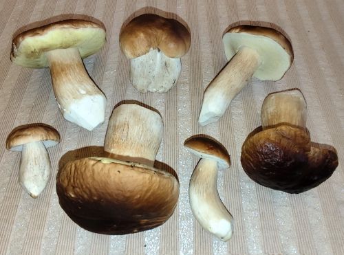 7 Steinpilze von den Balver Höhen; Foto Michael 3.10.25