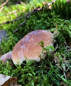 Steinpilzhut im Moos; Foto Stefan 10.9.23